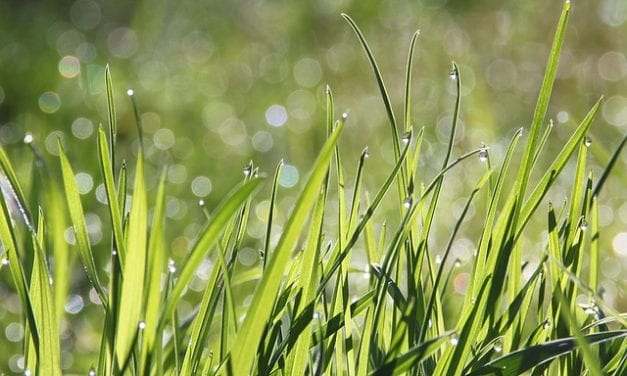 Johnson Grass… by Bob Carlton