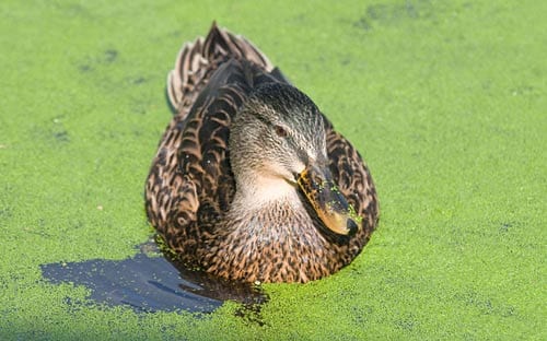 The Ecology of Duck Death by Diego Reymondez