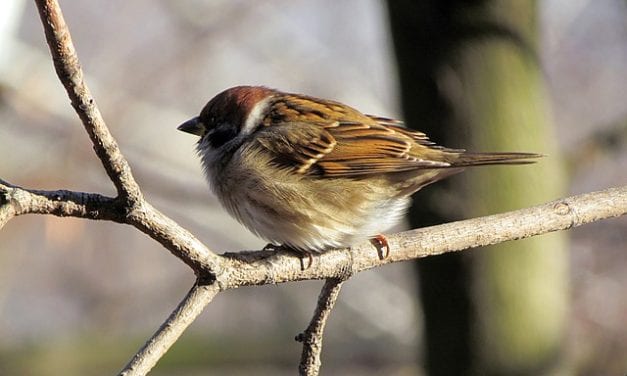 A Sparrow by Sujash Purna