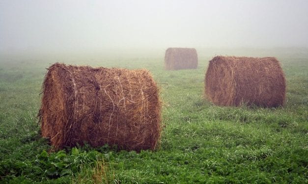 Summer Fog by Joe Roberts