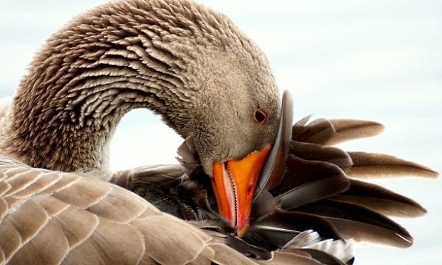 Mama Goose by Heather Truett