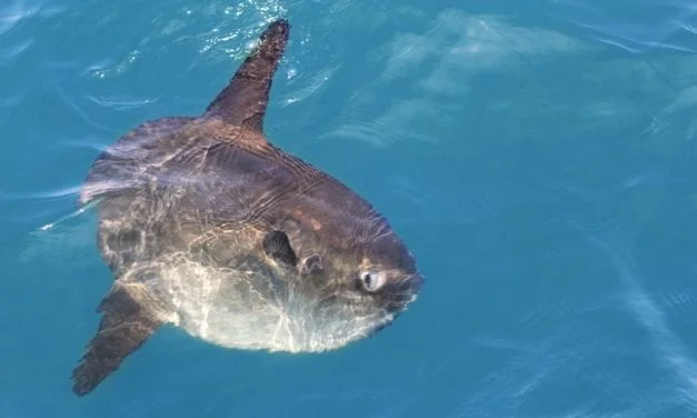 Sunfish by Jeffrey Penn May