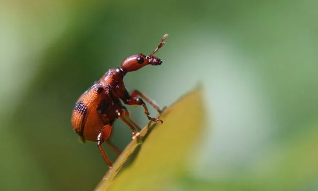 Lie on Your Stomach on The Grass by Jonathan Bracker