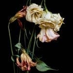 When Flowers Die by Len Carber