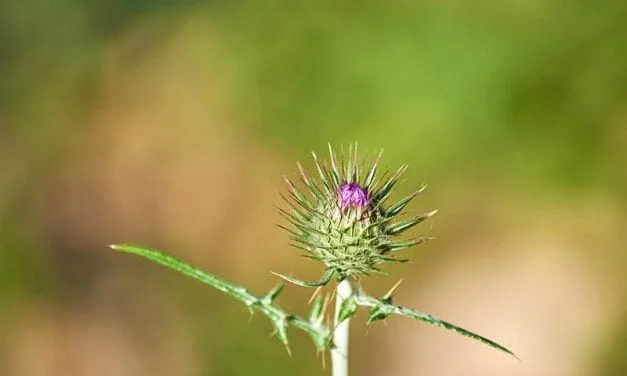 The Pull of Weeds by Cordelia M. Hanemann