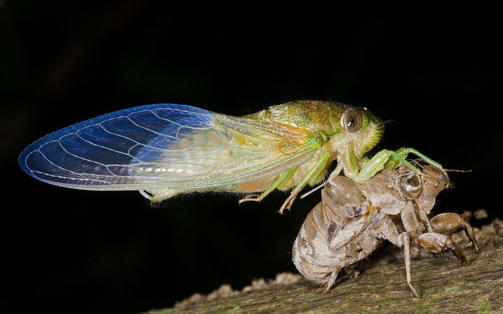 Cicada Summer by Elizabeth Brown