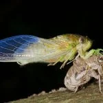 Cicada Summer by Elizabeth Brown