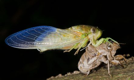 Cicada Summer by Elizabeth Brown